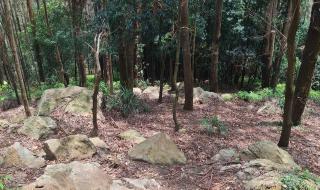番禺滴水岩森林公园